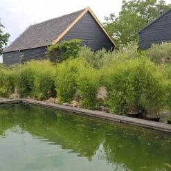 Aufrechter Gartenbambus 'Obelisk'(S), Höhe 80-100 Cm, Topf 10 Liter -Die grüne Ecke 0425100336 0425100337 0425100338 0425100339 0425100340 0425100341 0425100342 Fargesia Hybr Obelisk 1 104907