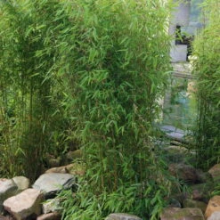 Aufrechter Gartenbambus 'Obelisk'(S), 10er-Set, Topf 20 Liter