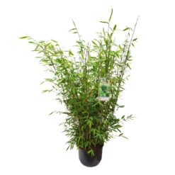 Gartenbambus 'Winter Joy', 25er-Set, Topf 10 Liter -Die grüne Ecke 0425100343 0425100344 0425100345 0425100346 0425100347 0425100348 0425100349 Fargesia Hybr Winter Joy 2 105051 3