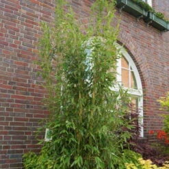 Mein Bambusgarten, 10er-Set, Immergrün, Höhe Ca. 80 Cm, Topf 7,5/10 Liter -Die grüne Ecke 0425100350 Fargesia mur Maasai 103957 4