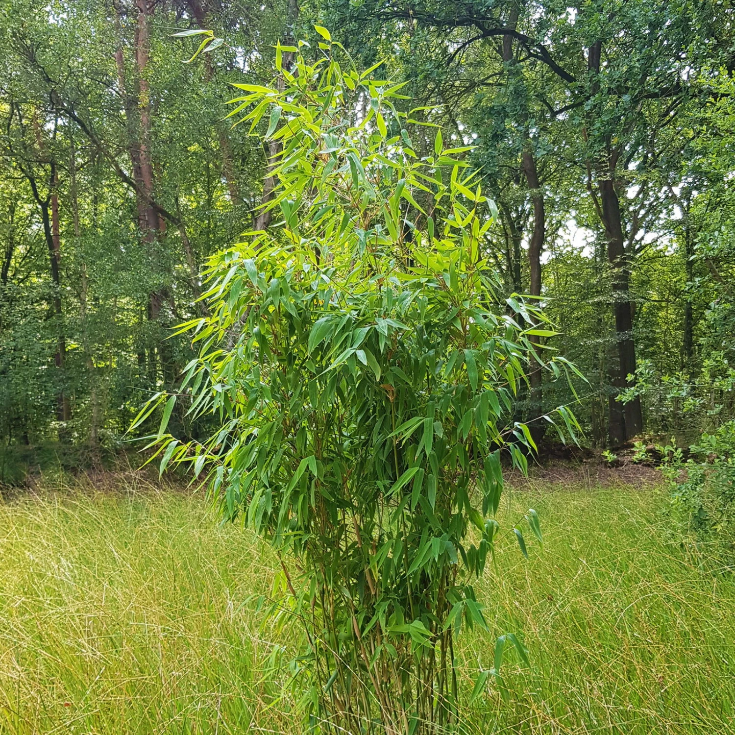 Elfenbein-Bambus 'Ivory Ibis'® (Japo 55' EU-S), 40er-Set, Höhe 80-100 Cm 5 Elfenbein-Bambus 'Ivory Ibis'® (Japo 55' EU-S), 40er-Set, Höhe 80-100 Cm – Bild 3