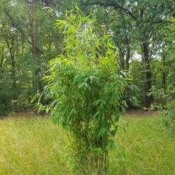 Mein Bambusgarten, 10er-Set, Immergrün, Höhe Ca. 80 Cm, Topf 7,5/10 Liter -Die grüne Ecke 0425100383 0425100384 Fargesia Ivory Ibis 080100 WEB 2 94511 2