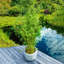 Elfenbein-Bambus 'Ivory Ibis'® (Japo 55' EU-S), 10er-Set, Höhe 100-125 Cm