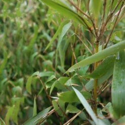 Elfenbein-Bambus 'Ivory Ibis'® (Japo 55' EU-S), 20er-Set, Höhe 80-100 Cm -Die grüne Ecke 0425100383 0425100384 Fargesia Ivory Ibis 080100 WEB 4 94514 9