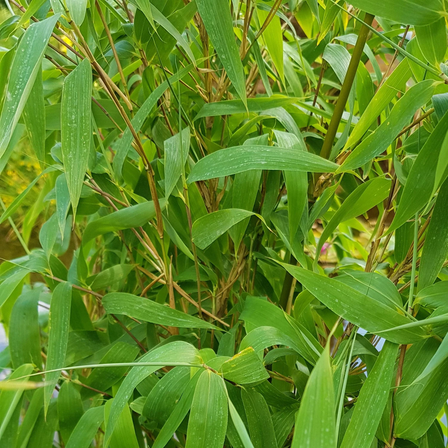 Elfenbein-Bambus 'Ivory Ibis'® (Japo 55' EU-S), 40er-Set, Höhe 80-100 Cm 4 Elfenbein-Bambus 'Ivory Ibis'® (Japo 55' EU-S), 40er-Set, Höhe 80-100 Cm – Bild 2