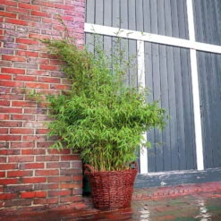 Bambus 'Malachite Monkeys'® EU-S, Höhe Ca. 80-100 Cm, Topf 15 Liter