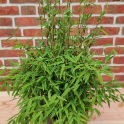 Bambus 'Lolliloops'(S), 2er-Set, Topf 5 Liter -Die grüne Ecke 0425100442 Fargesia mur Lolliloops 2er Set 1 104790