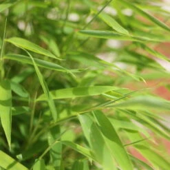 Bambus 'Lolliloops'(S), 2er-Set, Topf 5 Liter -Die grüne Ecke 0425100442 Fargesia mur Lolliloops 2er Set 3 104791