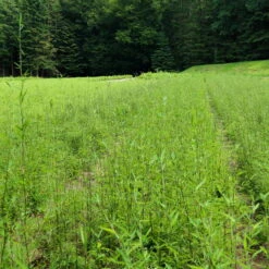 Schwarzrote Gartenbambus 'Jiuzhaigou 4 - Black Cherry', 2er -Set, Topf 10 Liter -Die grüne Ecke 0425100443 Fargesia Jiuzhaigou 2er Set 1 104910