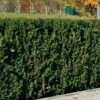 Heckeneibe Taxus Baccata 'Westerstede', 30er-Set, Höhe 50-60 Cm, Topf 7,5 Liter -Die grüne Ecke 0430106932 35 0430350345 347 Taxus bacc Westerstede NEU 66692 7