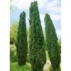 Grüne-Säuleneibe, Taxus Baccata 'Fastigiata Robusta', 4er-Set, Topf 3 Liter -Die grüne Ecke 0430106951 0430106952 0430106953 0430106954 0430106955 Taxus bacc Fastigiata Robusta1 62986 1