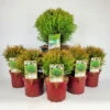 Kugel-Lebensbaum, 6er-Mix Set, 5x Topf 2 Liter + 1x Topf 8,7 Liter -Die grüne Ecke 0430107417 Thuja occ Danica Mix 6er Set 104904