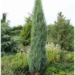 Blauer Raketenwacholder 'Blue Arrow', Höhe 50-60cm, Topf 5 Liter, 2er-Set -Die grüne Ecke 0430107419 0430107577 Juniperus scop Blue Arrow 119388