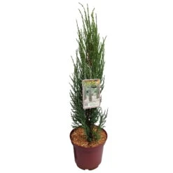 Blauer Raketenwacholder 'Blue Arrow', Höhe 50-60cm, Topf 5 Liter, 2er-Set -Die grüne Ecke 0430107577 Juniperus scop Blue Arrow 2er Set 050060 Co5lt 1 119941