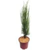 Blauer Raketenwacholder 'Blue Arrow', Höhe 50-60cm, Topf 5 Liter, 2er-Set -Die grüne Ecke 0430107577 Juniperus scop Blue Arrow 2er Set 050060 Co5lt 2 119940