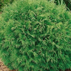 Kugel-Lebensbaum, 6er-Mix Set, 5x Topf 2 Liter + 1x Topf 8,7 Liter -Die grüne Ecke 0430350354 Thuja occ Danica 10er Set 83781 1