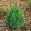 Graublauer Kegel-Wacholder 'Stricta', 10er-Set, Höhe 20-30 Cm, Topf 2 Liter -Die grüne Ecke 0430350419 Juniperus chin Stricta 10er Set 83929