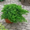 Japanischer Kriechwacholder 'Nana', 10er-Set, Höhe 20-30 Cm, Topf 2 Liter -Die grüne Ecke 0430350420 Juniperus proc Nana 10er Set 83930