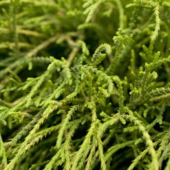 Grüne Zwerg-Fadenzypresse, 10er-Set, Höhe 15-20 Cm, Topf 2 Liter -Die grüne Ecke 0430350448 Cham pis Fil Nana 10er Set 3 116107