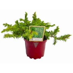 Kriechwacholder 'Schlager', 10er-Set, Höhe 20-30 Cm, Topf 2 Liter -Die grüne Ecke 0430350449 Juniperus Schlager 10er Set 1 113498