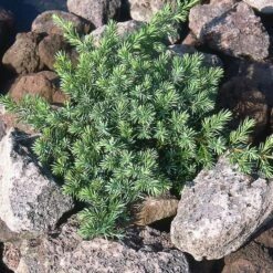 Kriechwacholder 'Schlager', 10er-Set, Höhe 20-30 Cm, Topf 2 Liter -Die grüne Ecke 0430350449 Juniperus Schlager 10er Set 2 113382