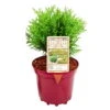 Kugel-Lebensbaum 'Mecki'®, 10er-Set, Höhe 15-20 Cm, Topf 3 Liter -Die grüne Ecke 0430350450 Thuja occ Mecki 10er Set 111826