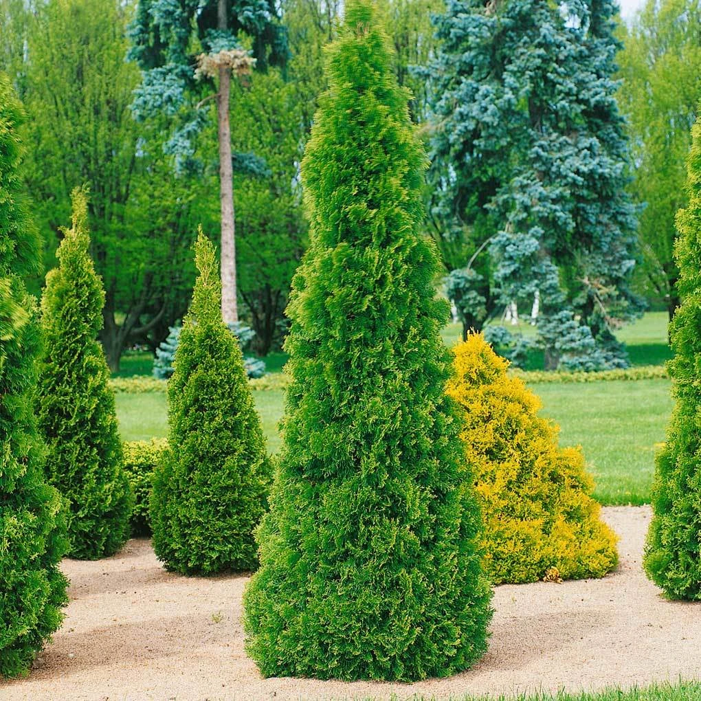 Smaragd-Lebensbaum, Thuja Occidentalis 'Smaragd', Höhe 125-150 Cm, Mit Ballen