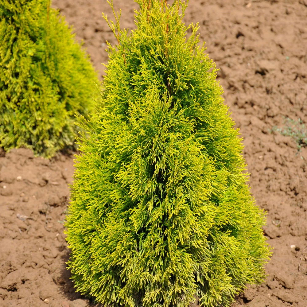 Heckenkonifere Thuja Occ. 'Golden Smaragd'®, 3er-Set, Höhe 60-80 Cm, Topf 5 L