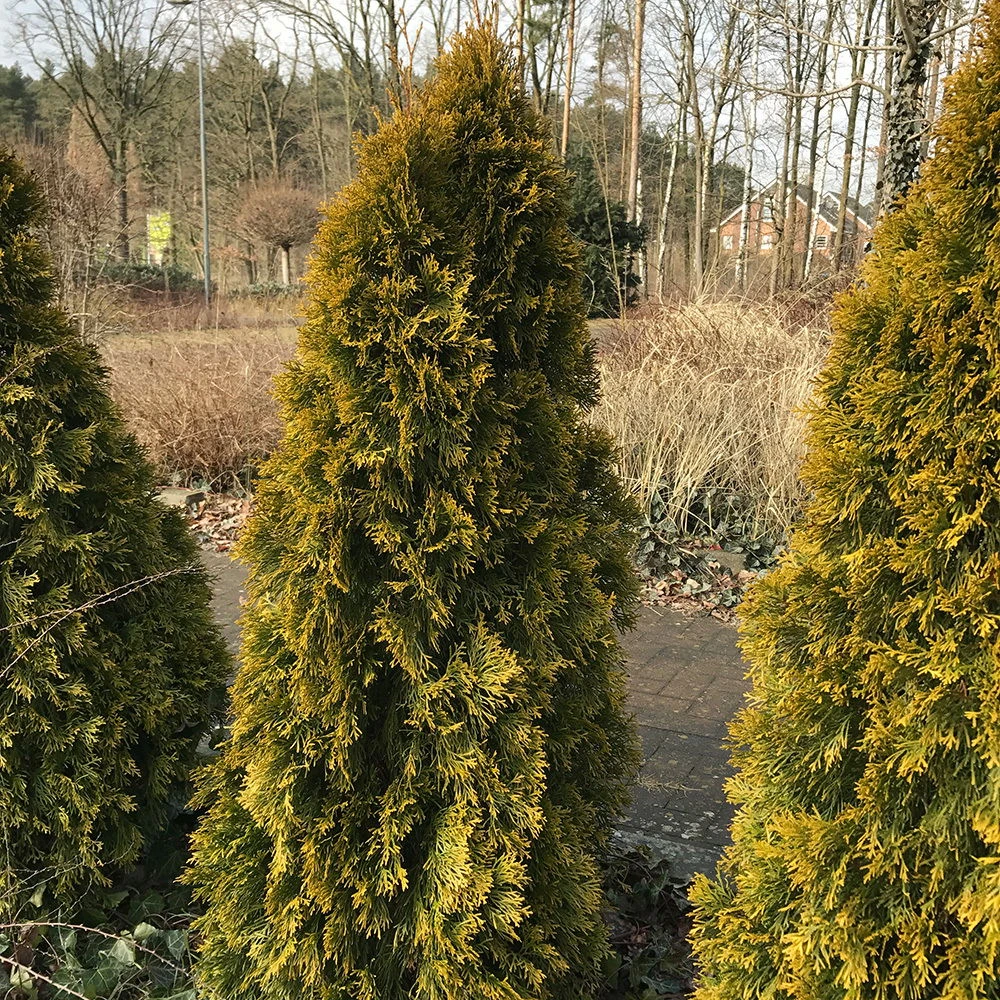 Heckenkonifere Thuja Occ. "Golden Smaragd"®, 5er-Set, Höhe 40-60 Cm, Topf 3 L – Bild 2