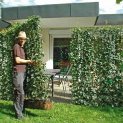 Hecke Am Laufenden Meter® Efeu, 120x180 Cm -Die grüne Ecke 0440100721 Hedera helix Woerneri 180cm hoch 120cm breit 02 34515