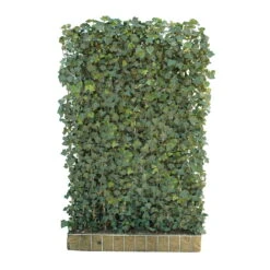 Hecke Am Laufenden Meter® Efeu, 120x180 Cm