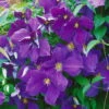 Clematis "Jackmanii", 2er-Set, Blauviolett, Höhe 60-80 Cm, Topf 2 Liter -Die grüne Ecke 0440200009 Koelle Clematis Jackmanii 66529