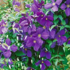 Clematis "Jackmanii", 2er-Set, Blauviolett, Höhe 60-80 Cm, Topf 2 Liter -Die grüne Ecke 0440200009 Clematis Jackmannii 090 Co 2 lt dunkellila 62521