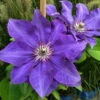 Clematis 'The President', 2er-Set, Blau, Höhe 60-80 Cm, Topf 2 Liter -Die grüne Ecke 0440200364 Koelle Clematis The President Co 2lt dunkelblau 4 55622