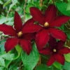 Clematis 'Niobe', 2er-Set, Rot, Höhe 60-80 Cm, Topf 2 Liter -Die grüne Ecke 0440200370 Clematis Niobe Co 2 lt. samtdunkelrot 6 55627