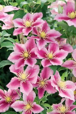 Clematis 'Piilu', 2er-Set, Rosa, Höhe 60-80 Cm, Topf 2 Liter -Die grüne Ecke 0440200382 Clematis Piilu Co 2 lt. rosa m.hellem Rand 12877