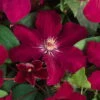 Clematis 'Rouge Cardinal', 2er-Set, Rot, Höhe 60-80 Cm, Topf 2 Liter -Die grüne Ecke 0440200383 Clematis Rouge Cardinal Co 2 lt. dunkelrot 2 55625