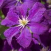 Clematis 'Etoile Violette', 2er-Set, Violett, Höhe 60-80 Cm, Topf 2 Liter -Die grüne Ecke 0440200629 Koelle Clematis vit Etoile Violette 66531