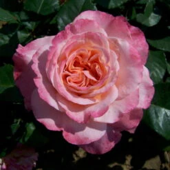 Stammrose 'Augusta Luise®', Edelrose, Stammhöhe 60cm Im 7,5 Liter Topf -Die grüne Ecke 0460100285 Augusta Luise RGB 5925 3