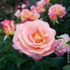Edelrose 'Inspiration®', Außen Rosa, Innen Lachsrosa Mit Gelb, Topf 6 Liter -Die grüne Ecke 0460100414 Edelrose Inspiration RGB Copyright NEU 42082