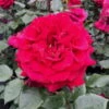 Duftende Edelrose 'Bellevue'®, Purpurrot, Topf 6 Liter -Die grüne Ecke 0460100686 KB Bellevue Premium Edelrose Co6lt purpurrot 40364