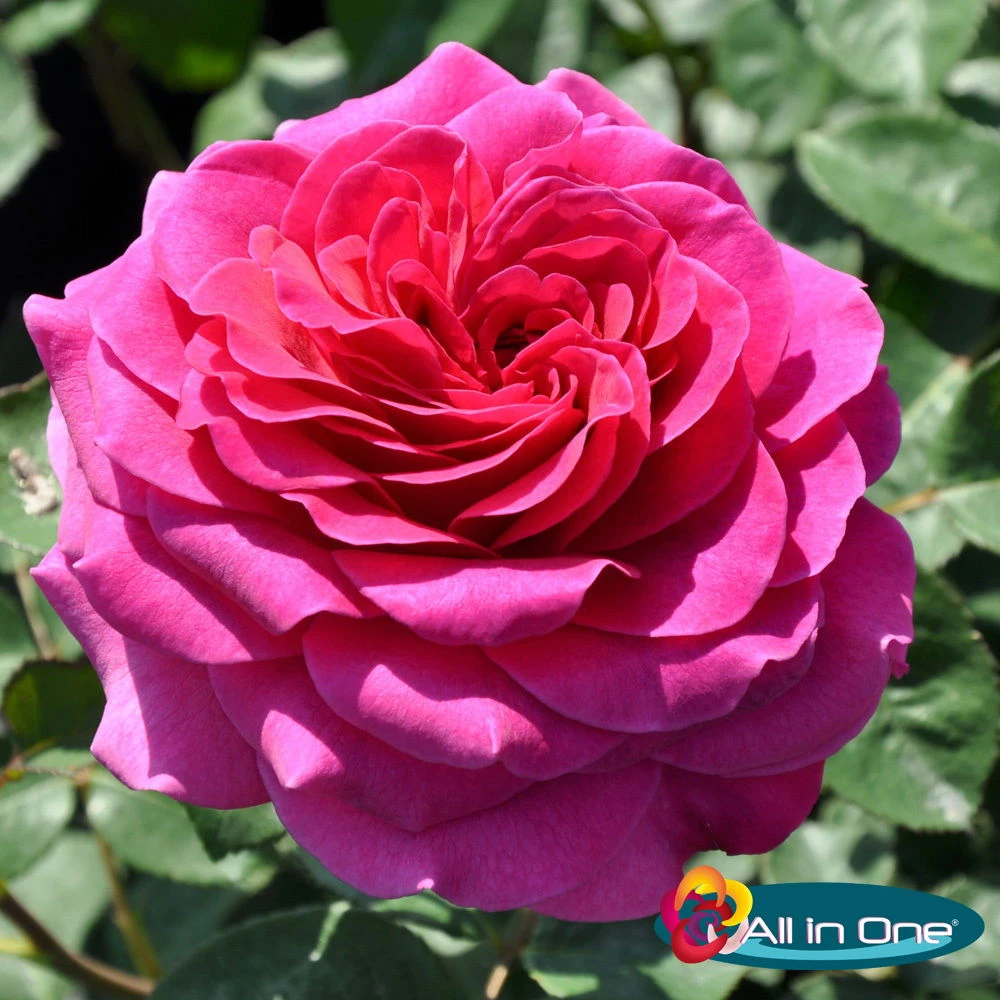 Duftende Edelrose 'Laudatio'®, Purpur Bis Pinkviolett, Topf 6 Liter, 4er Set 3 Duftende Edelrose 'Laudatio'®, Purpur Bis Pinkviolett, Topf 6 Liter, 4er Set