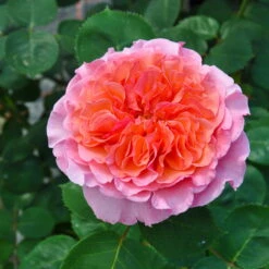 Stammrose 'Käthchen Von Heilbronn'®, Edelrose, Stammhöhe 60cm Im 7,5 Liter Topf -Die grüne Ecke 0460100700 KB Kaethchen von Heilbronn Edelrose Co 6lt4 65420