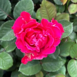 Duftende Edelrose 'Kölle's Rosensymphonie'®, Kräftig Pink, Topf 6 Liter -Die grüne Ecke 0460100701 Rosensymphonie Edelrose pink 4 126452