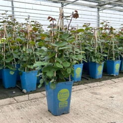 Duftende Edelrose 'Kölle's Rosensymphonie'®, Kräftig Pink, Topf 6 Liter -Die grüne Ecke 0460100701 edelrose koelles rosensymphonie premium 1 124028