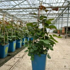 Duftende Edelrose 'Kölle's Rosensymphonie'®, Kräftig Pink, Topf 6 Liter -Die grüne Ecke 0460100701 edelrose koelles rosensymphonie premium 2 124027