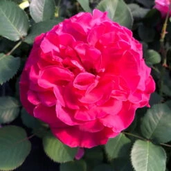 Duftende Edelrose 'Kölle's Rosensymphonie'®, Pink, Doppelbogen, Topf 7,5 Liter -Die grüne Ecke 0460100701 KB Koelles Rosensymphonie Edelrose Cont 6l 02 51150 1