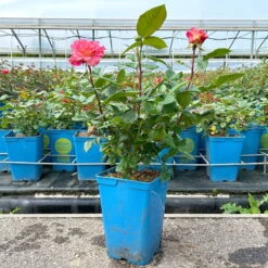 Duftende Edelrose 'Augusta Luise®', Rose - Aprikot, Topf 6 Liter -Die grüne Ecke 0460100704 Augusta Luise Edelrose orange rosa 1 126456