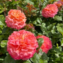 Duftende Edelrose 'Augusta Luise®', Rose - Aprikot, Topf 6 Liter -Die grüne Ecke 0460100704 Augusta Luise Edelrose orange rosa 4 126455