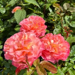 Duftende Edelrose 'Augusta Luise®', Rose - Aprikot, Topf 6 Liter -Die grüne Ecke 0460100704 Augusta Luise Edelrose orange rosa 5 126457